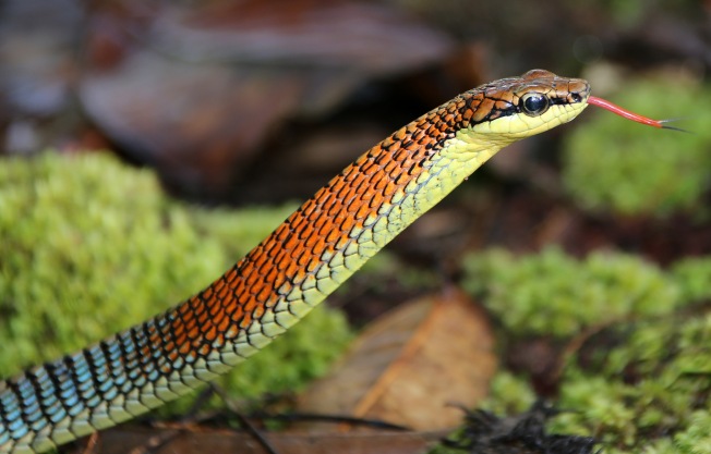 bronze back tree snake